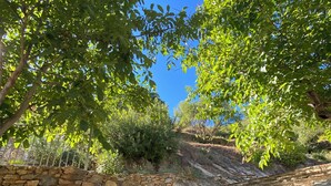 A stone staircase surrounded by lush greenery and a clear blue sky. - Beautifully restored wine grower’s house with pool in stunning riverside village (Roquebrun)