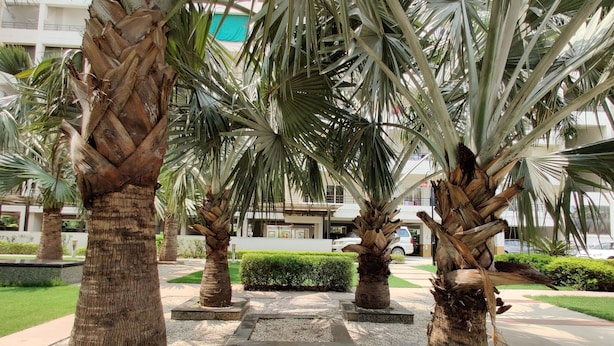 A landscaped area with palm trees and a building in the background. - Anand's Aashiyana Homestay (Agra)
