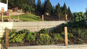 Uma área de jardim cercada, com diversas plantas e uma estrutura de madeira ao fundo.
