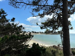 A beach with clear skies, surrounded by pine trees and houses in the background.