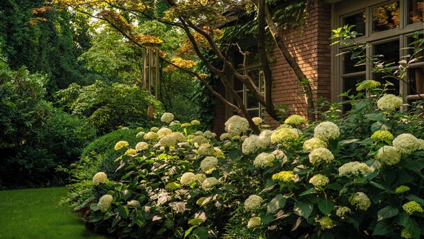 A garden with hydrangea bushes and a brick building with windows. - Wisteria Holiday Home (Lonato)
