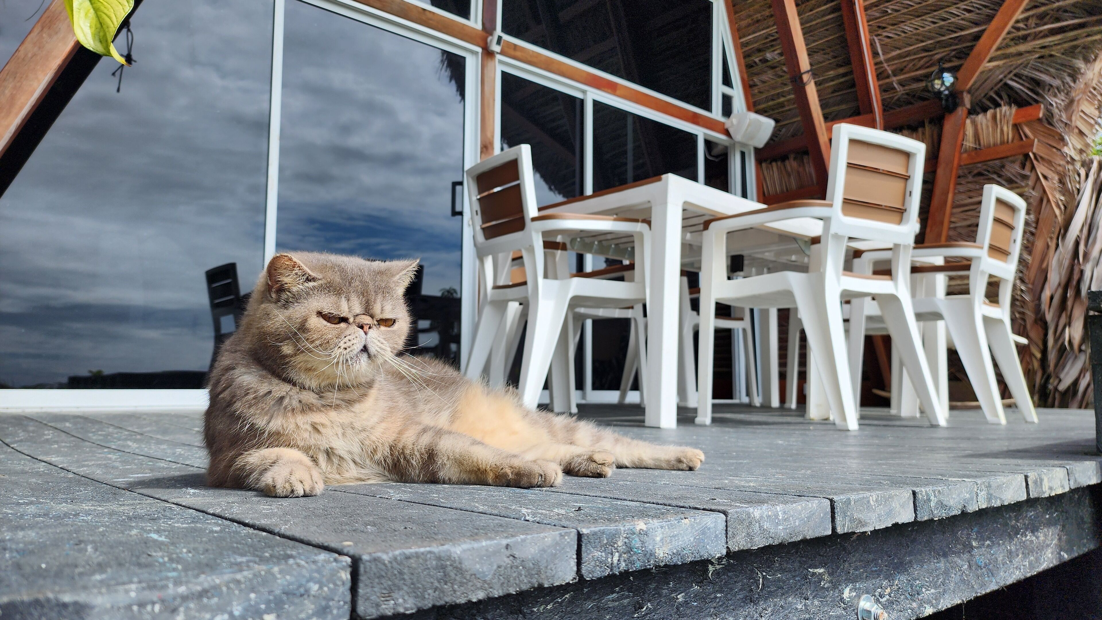 A cat lying on a wooden deck with white plastic chairs and tables in the background.