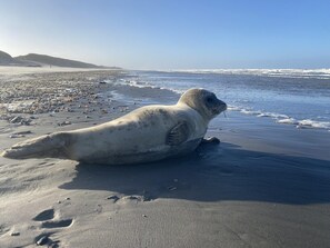 海滩