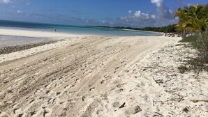 Une plage avec un ciel dégagé, un rivage sablonneux et des palmiers.