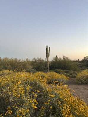 Surrounded by vibrant wildflowers, a majestic cactus stands tall in this serene natural landscape.