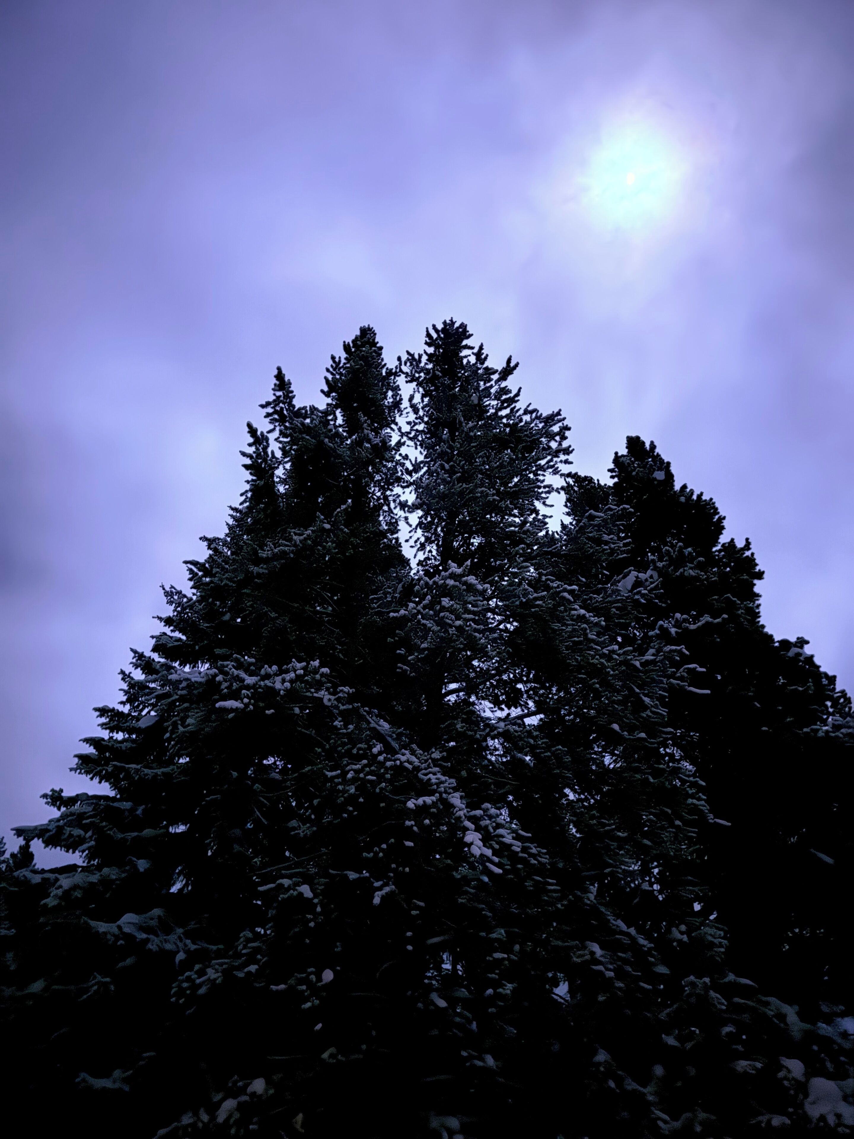 Une forêt dense, composée de grands arbres à feuilles persistantes recouverts de neige.