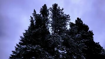 Une forêt dense, composée de grands arbres à feuilles persistantes recouverts de neige.