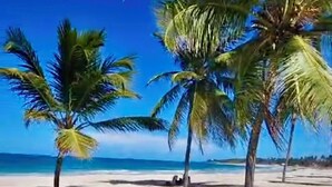 Een strand met palmbomen en een helderblauwe lucht.