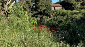 Un bâtiment en pierre, entouré de grands pins et d’un champ de coquelicots rouges.