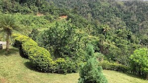A lush garden with various types of greenery and a palm tree.