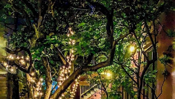 Een nat pad, omzoomd door planten en bomen met lichtjes, dat naar een trap leidt.