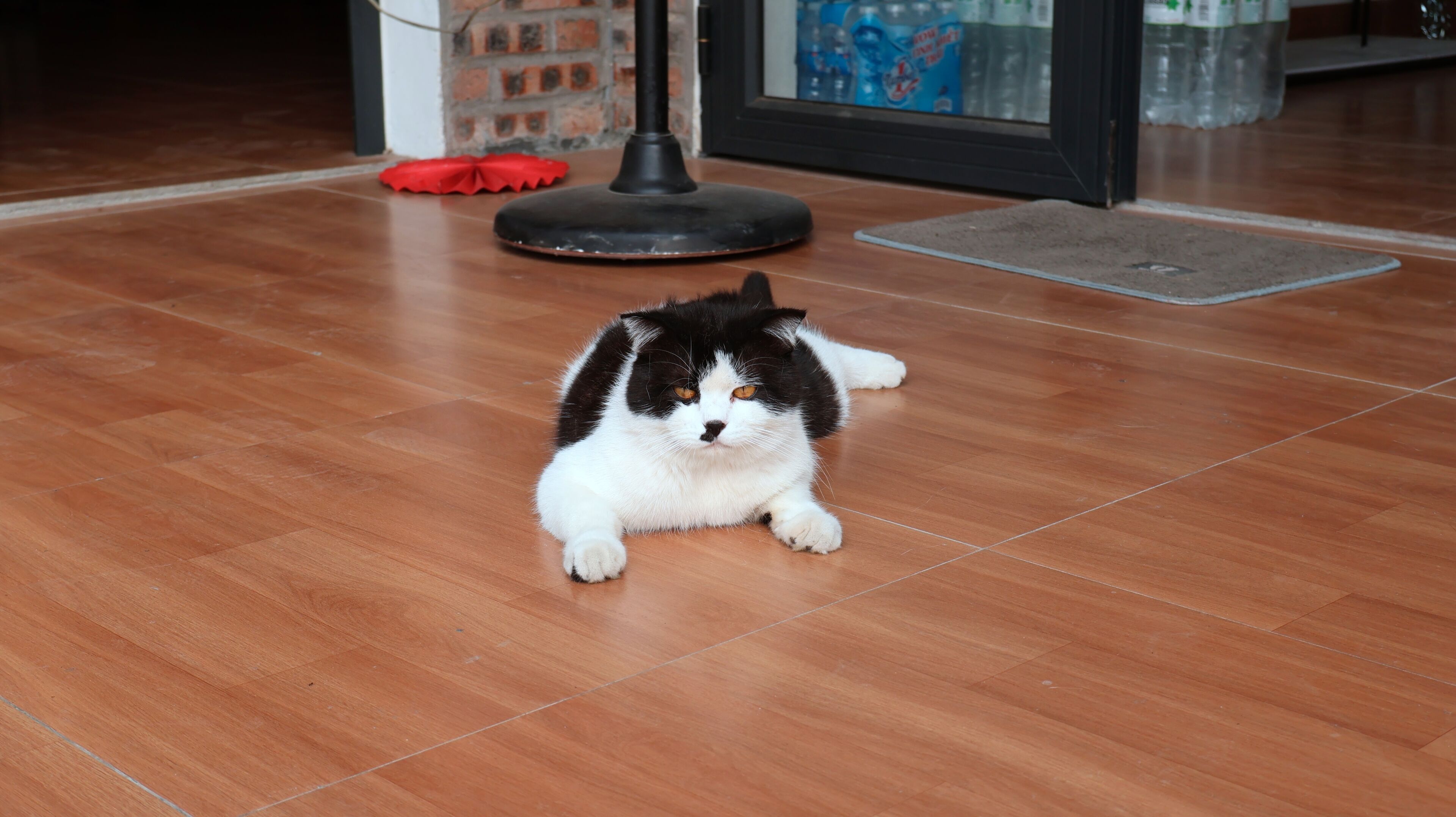 A cat lying on a wooden floor with a red cushion and a black floor mat in the background.