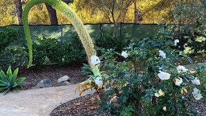 Ein Garten mit einer geschwungenen Hecke, blühenden Pflanzen und einem Kiesweg.