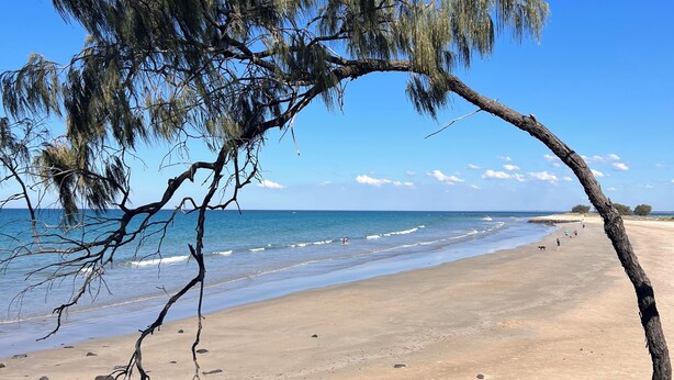 Ein Strand mit einer schief stehenden Baum, blauem Himmel und ruhiger See.