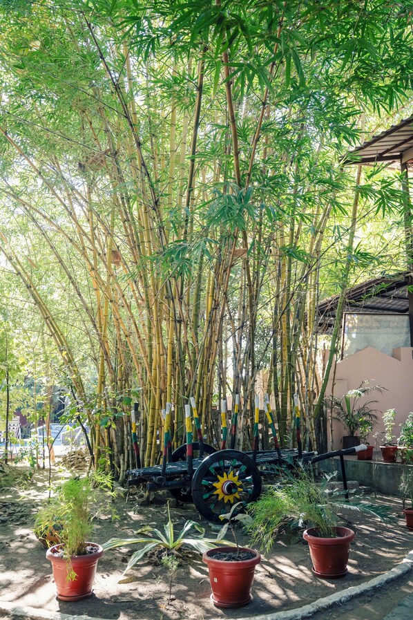Un jardín con plantas de bambú, macetas y un carretillón.