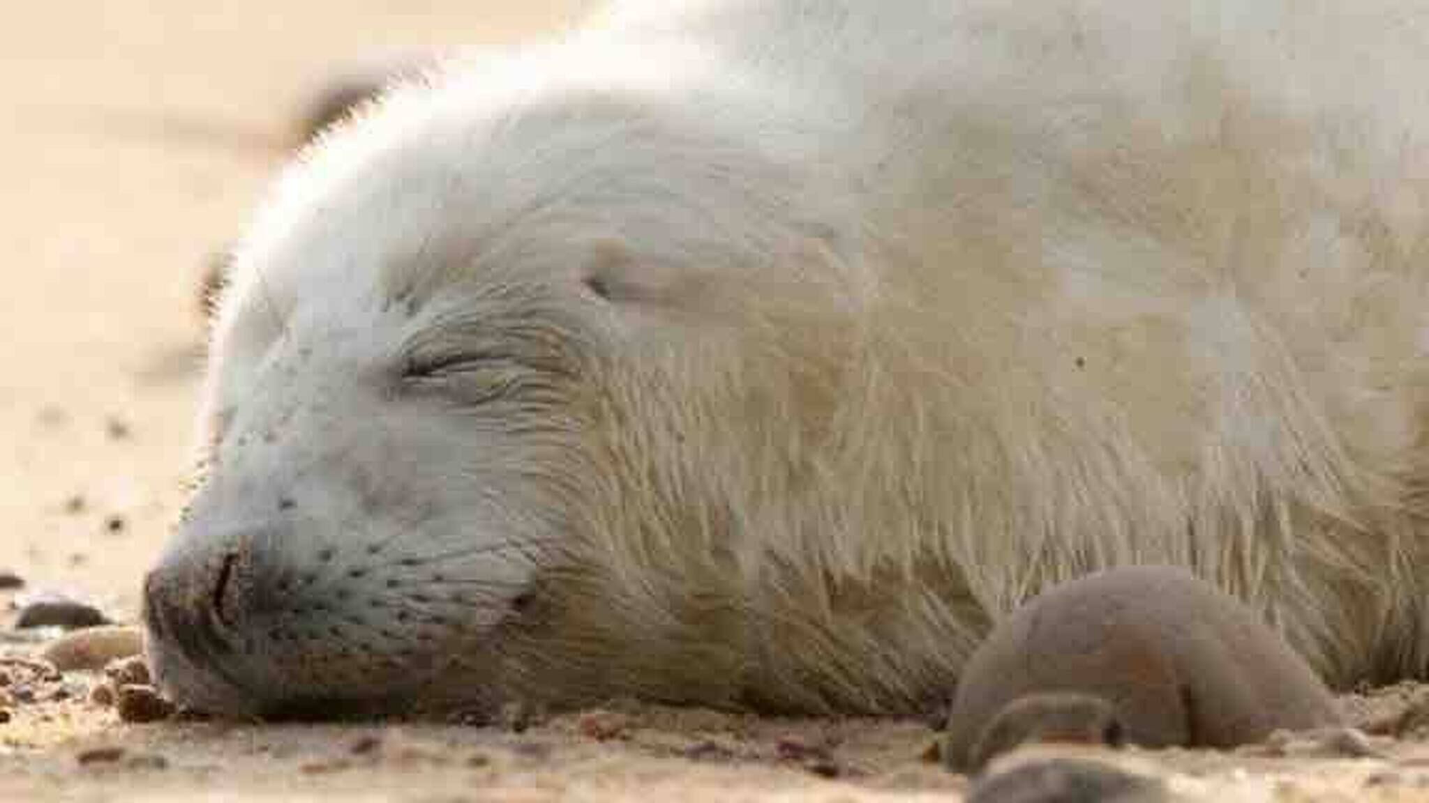 A seal resting on a sandy surface.