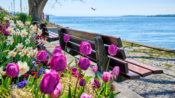 A bench by a waterfront with flowers and a tree. - Exclusive holiday flat - just a few steps from the lake (Überlingen)