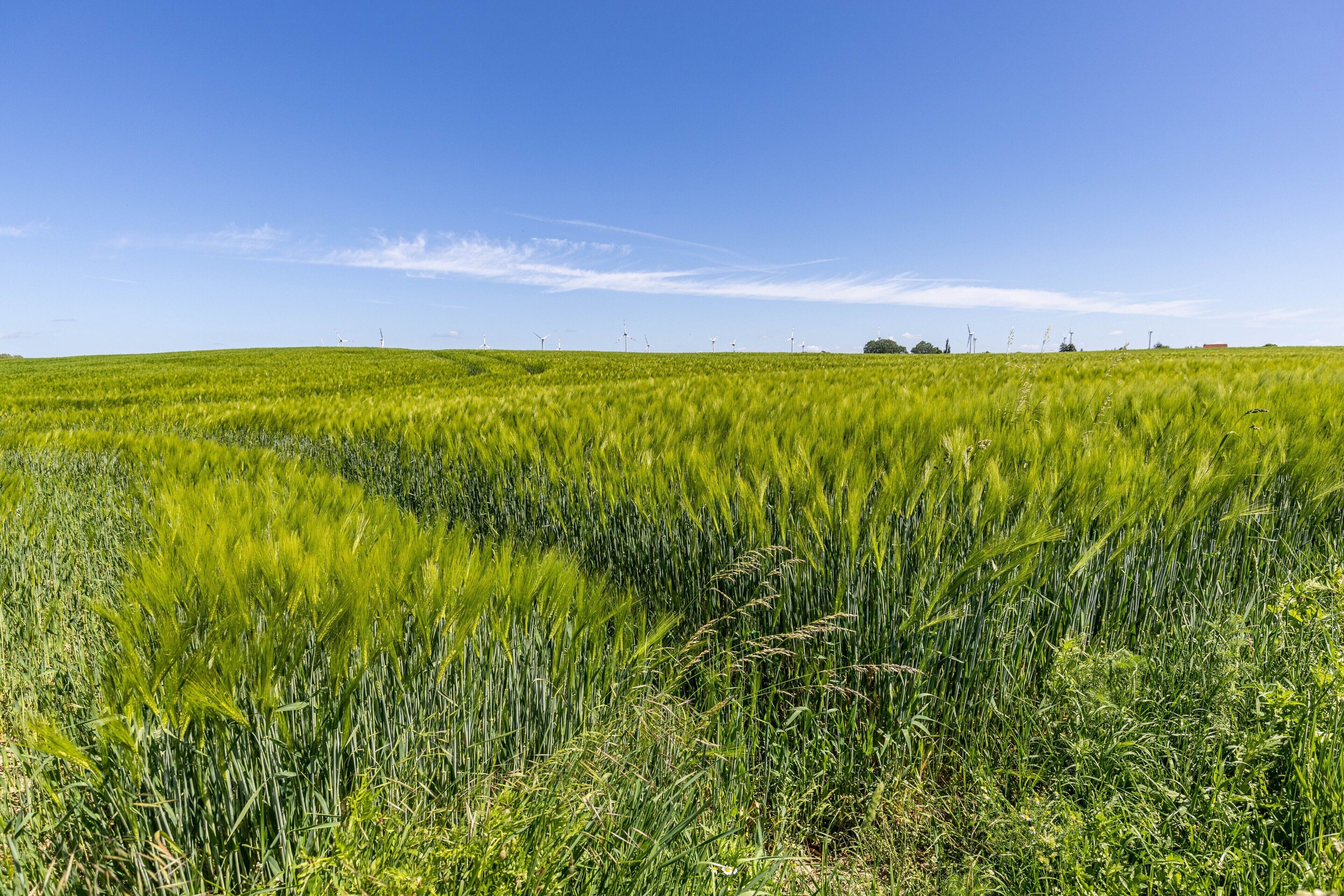 Ein Feld mit Windkraftanlagen in der Ferne.