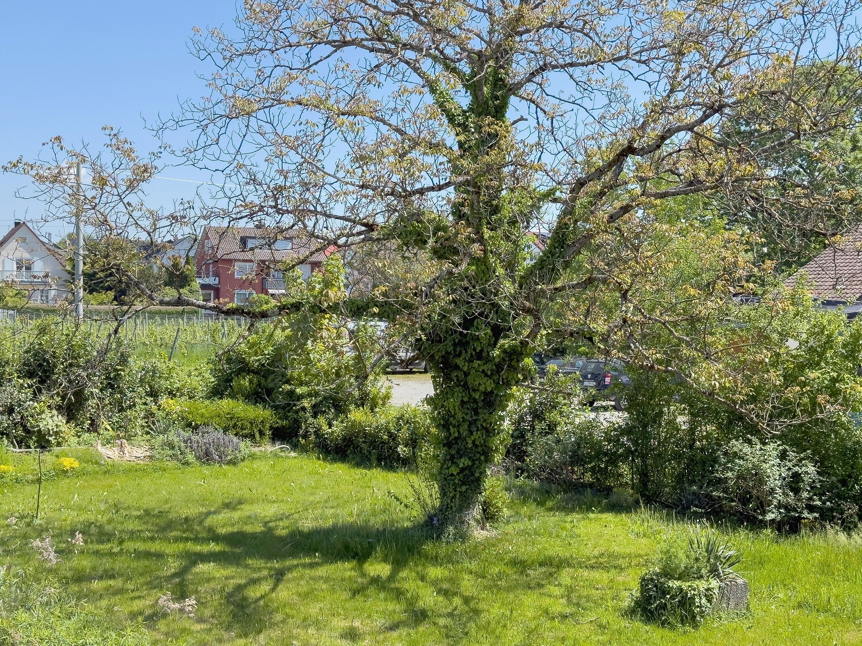 Ein Garten mit Baum, Rasen und Häusern im Hintergrund.