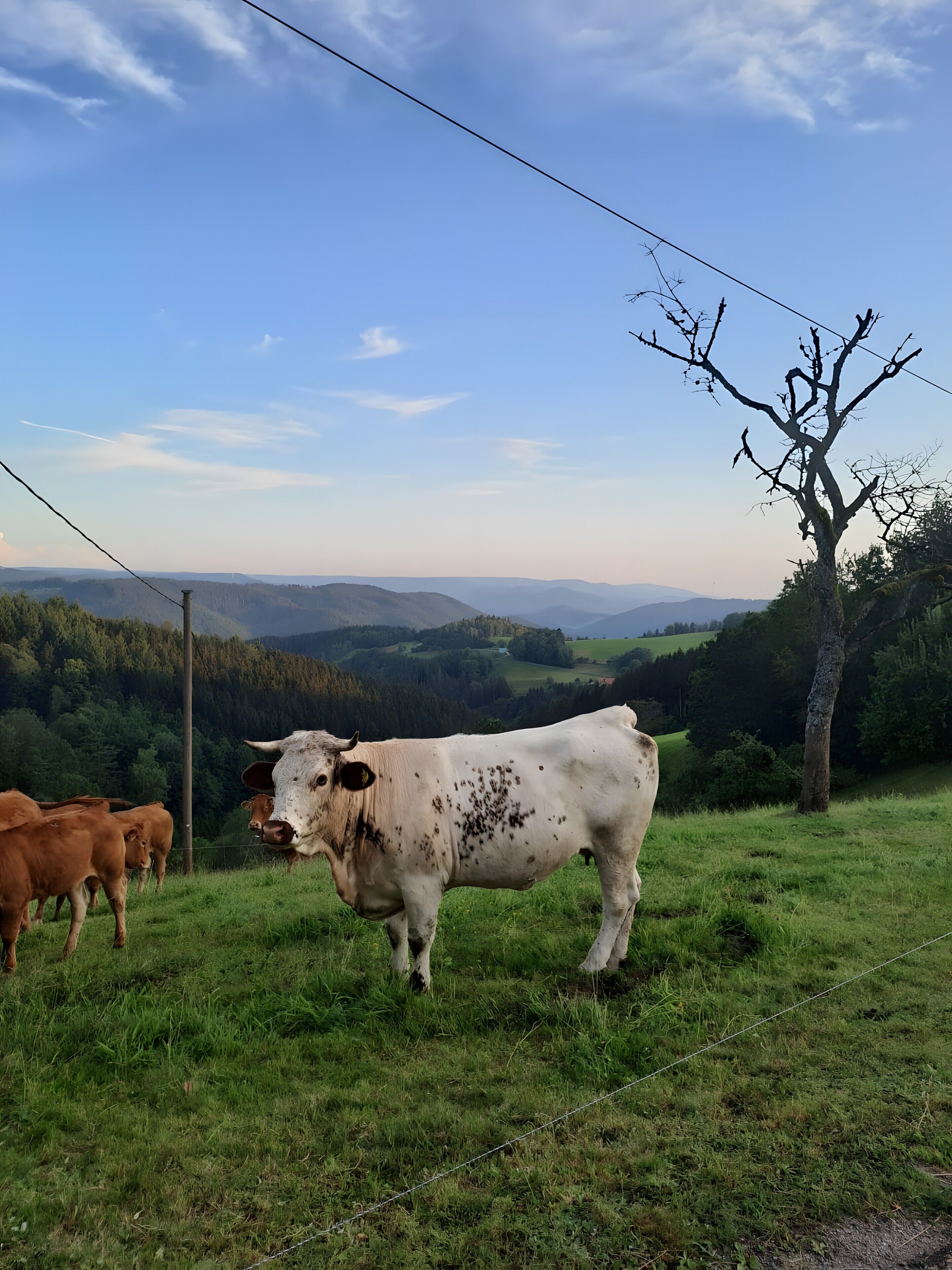 A grassy field with cows, a tree, and a power line.