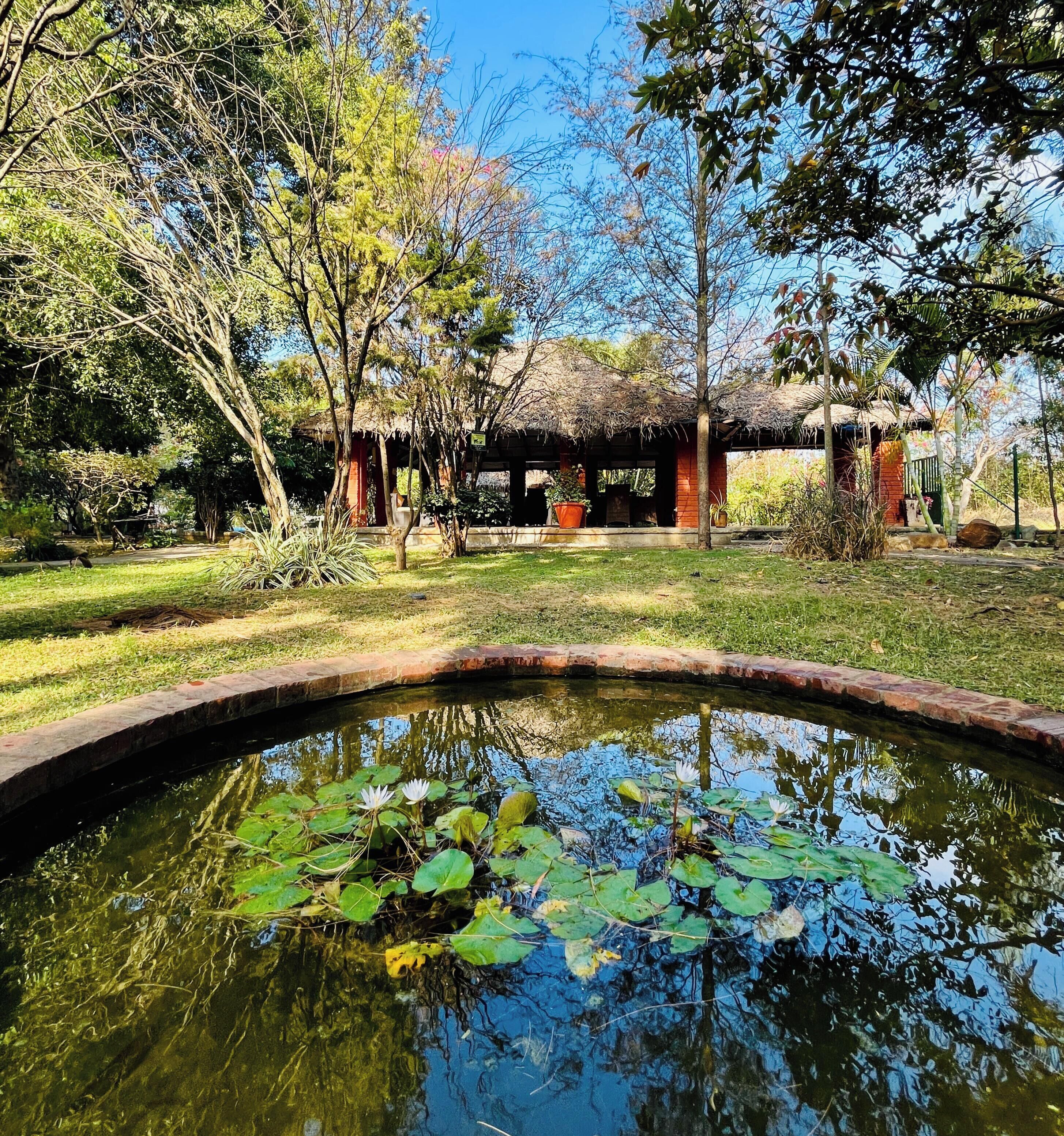 A tranquil garden with a pond, surrounded by trees and a thatched-roof structure.