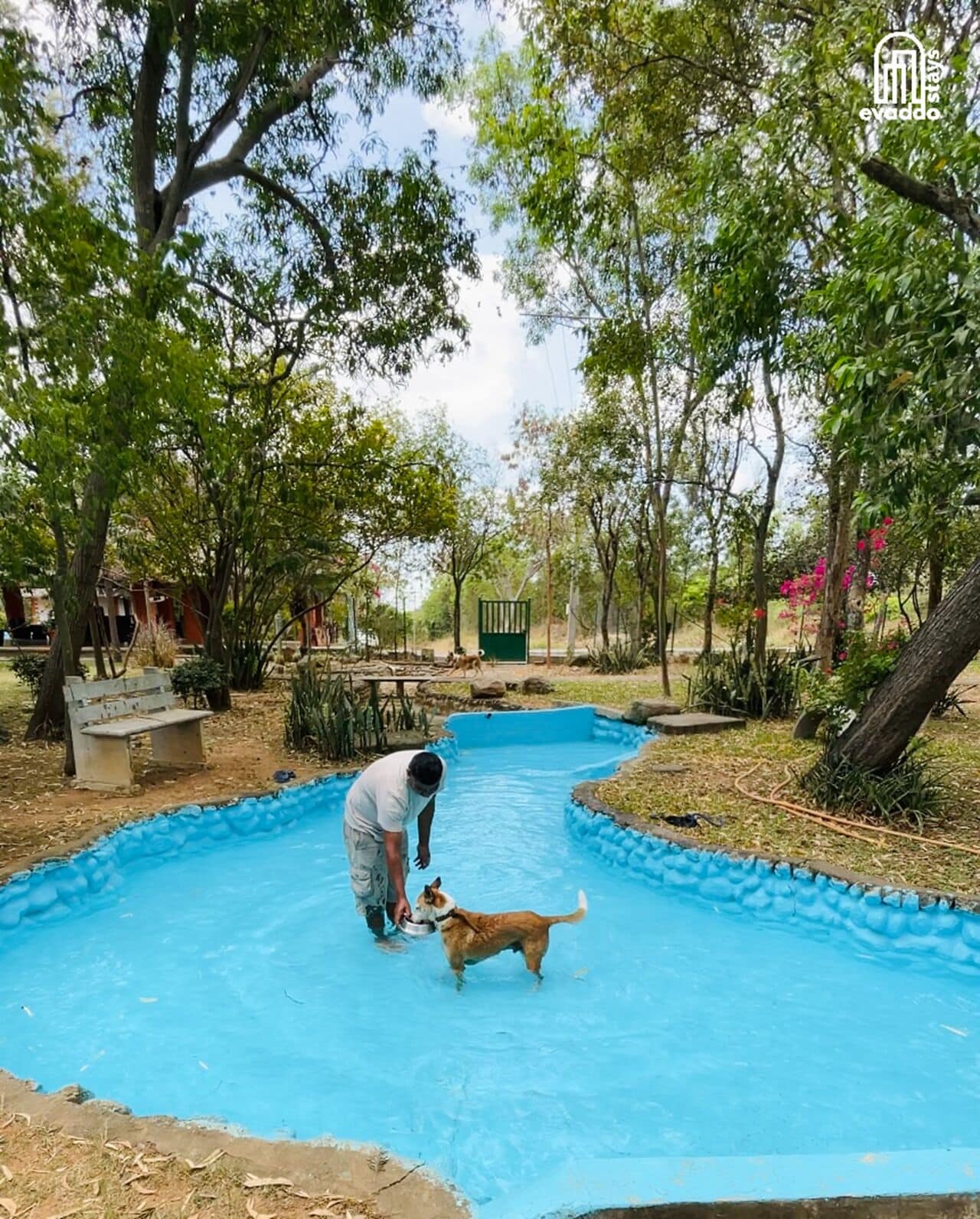Pet-friendly amenities