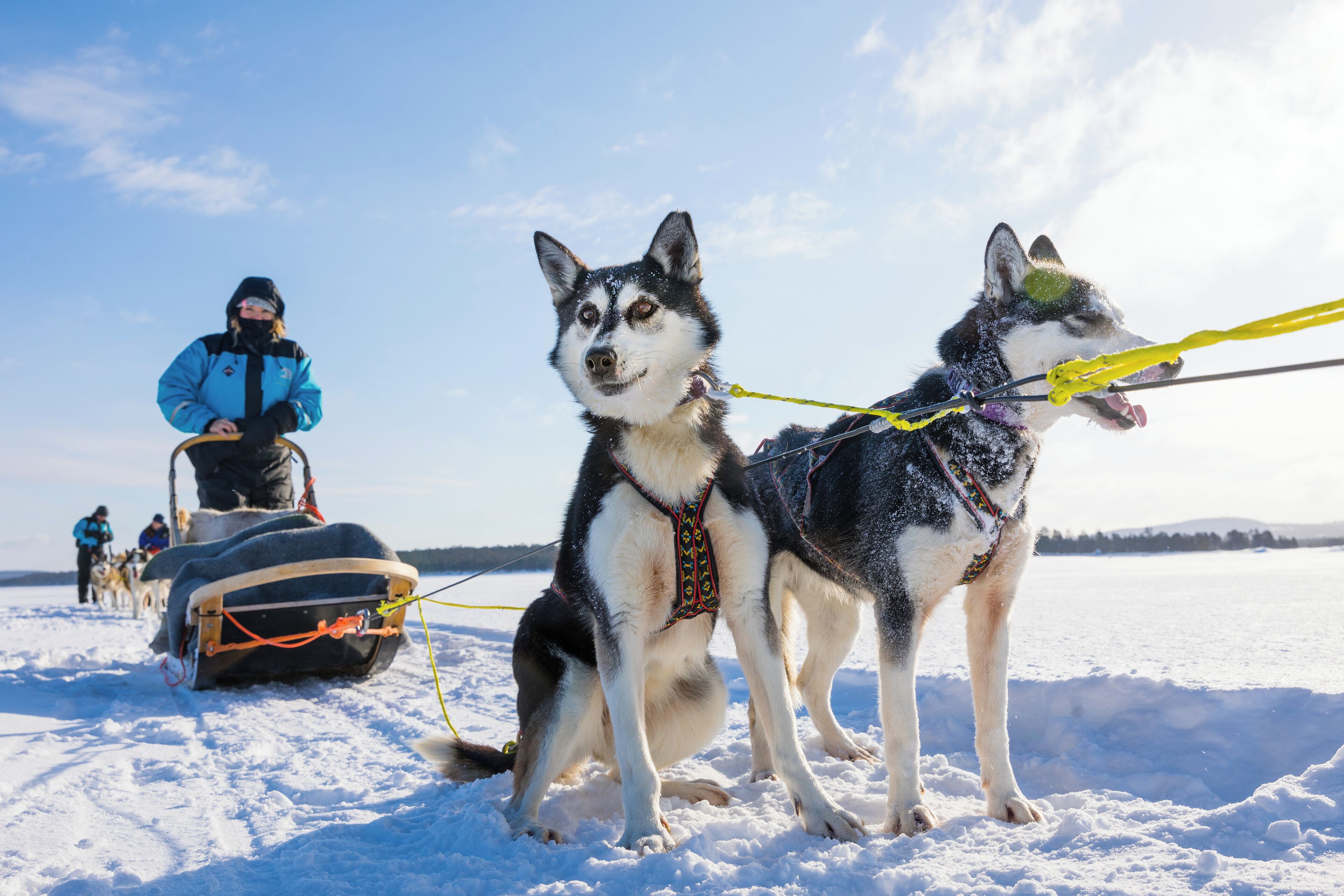 En person i en blå jacka leder två slädhundar längs en snötäckt stig.