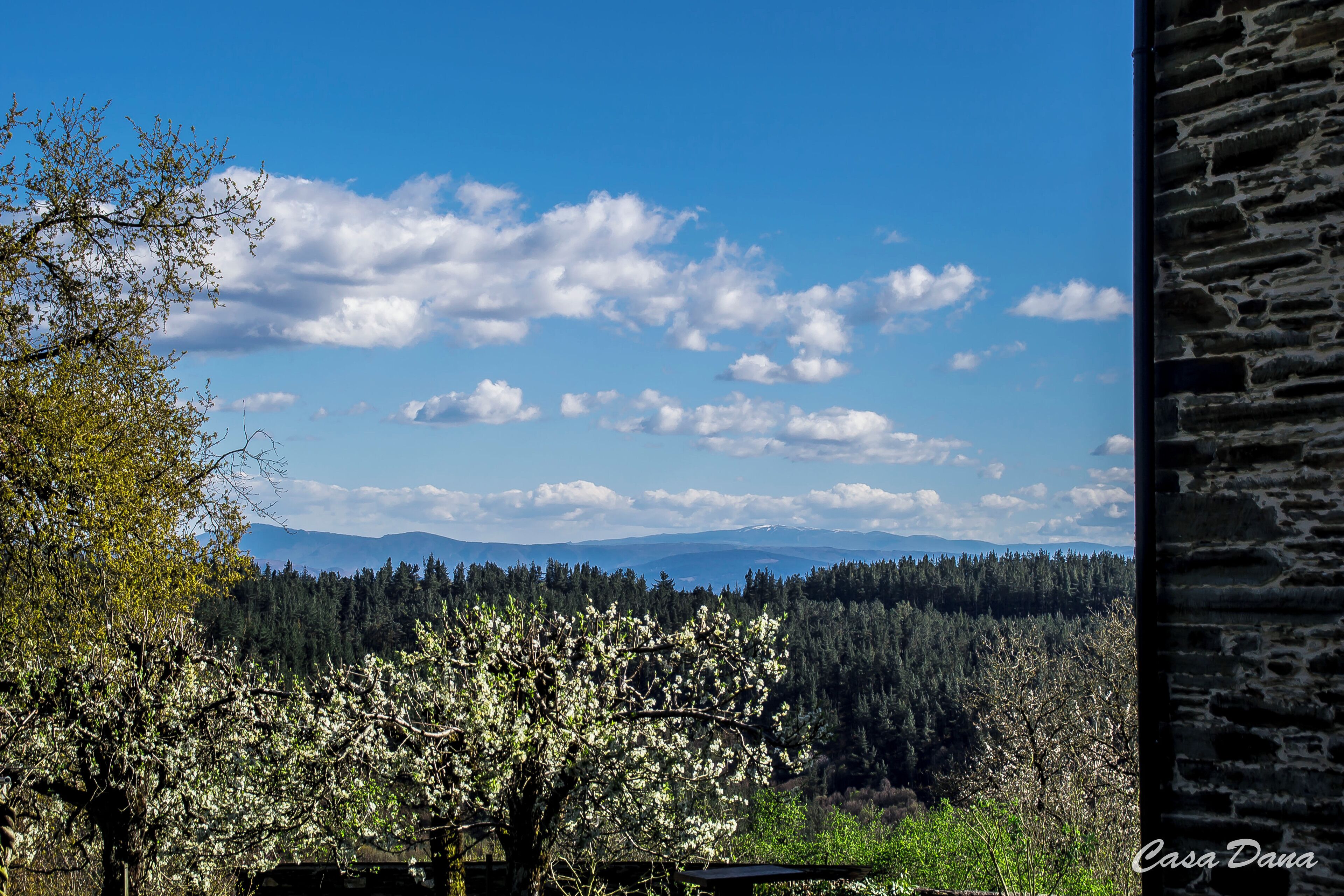 Vista de un paisaje boscoso con cielo despejado y montañas a lo lejos.