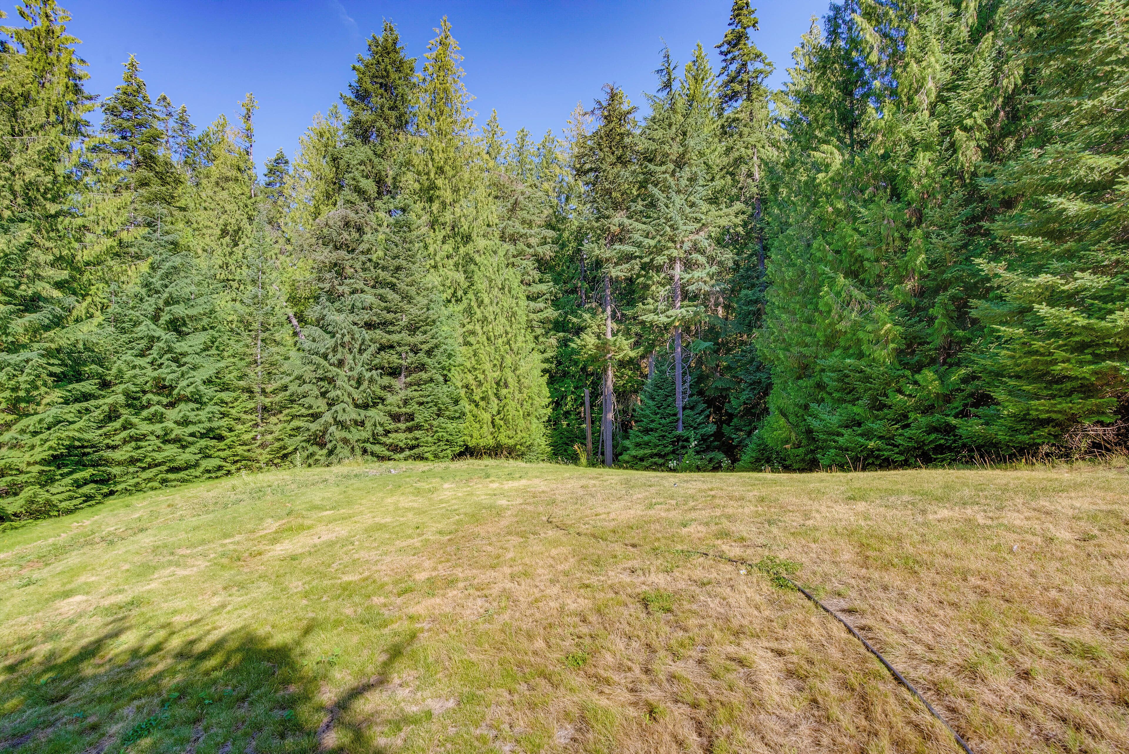 Un champ herbeux, avec de grands arbres à feuilles persistantes en arrière-plan.