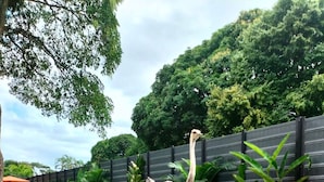 Un avestruz caminando sobre un sendero de piedra rodeado de exuberante vegetación y una cerca de madera.