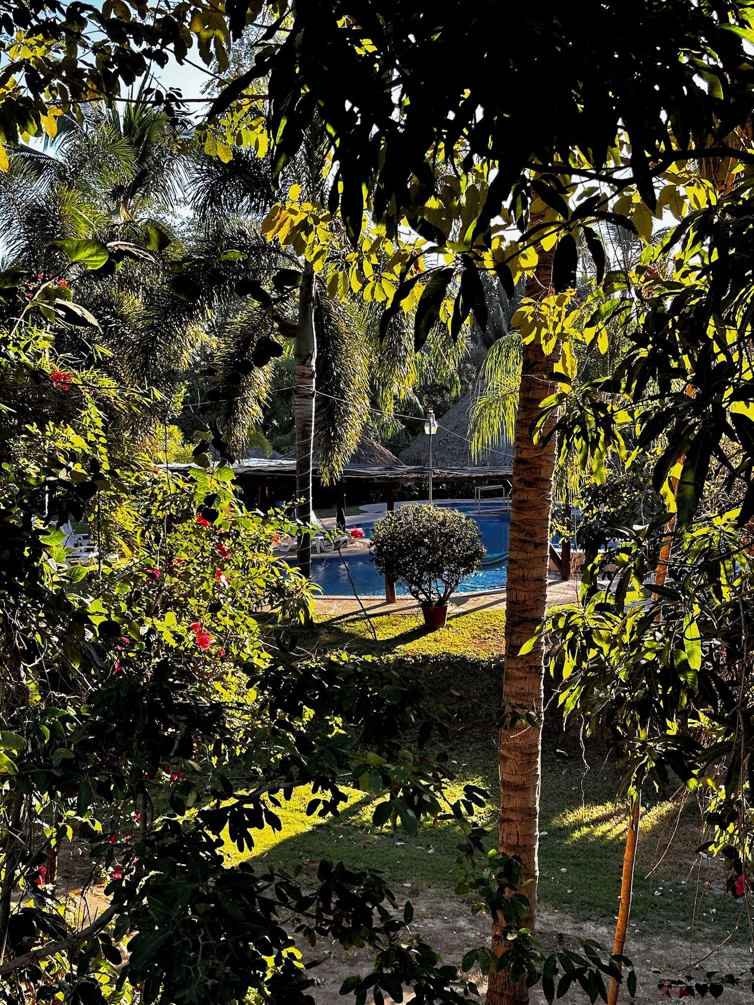 A pool surrounded by lush greenery and trees, with a clear view of the pool area and surrounding vegetation.