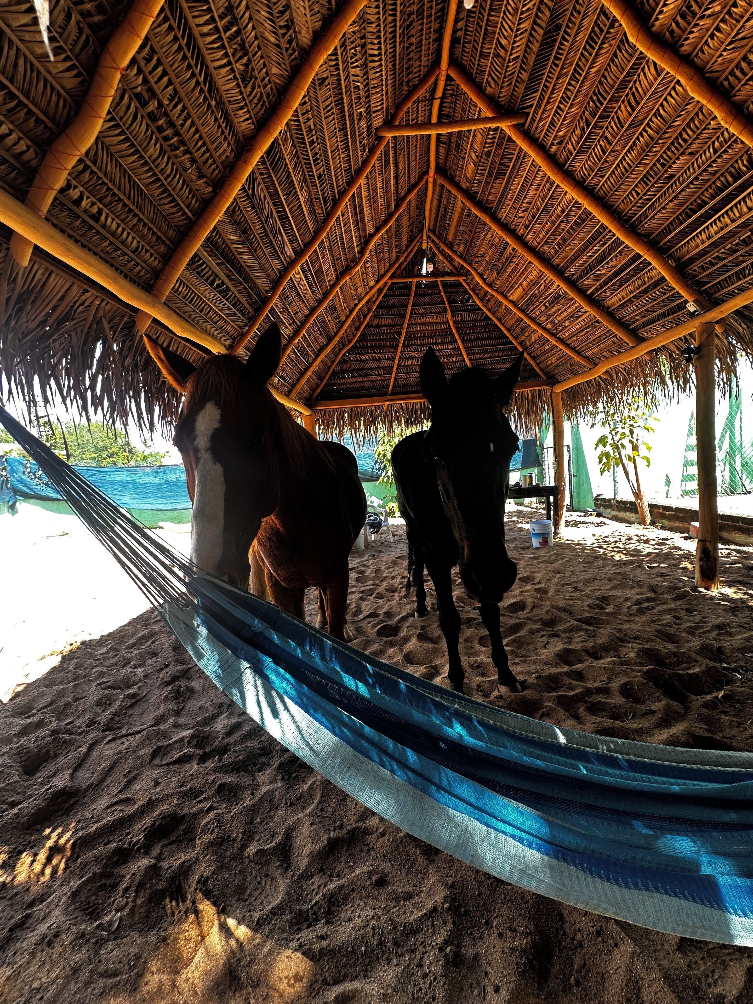 Estructura de techo de paja con dos caballos en su interior.