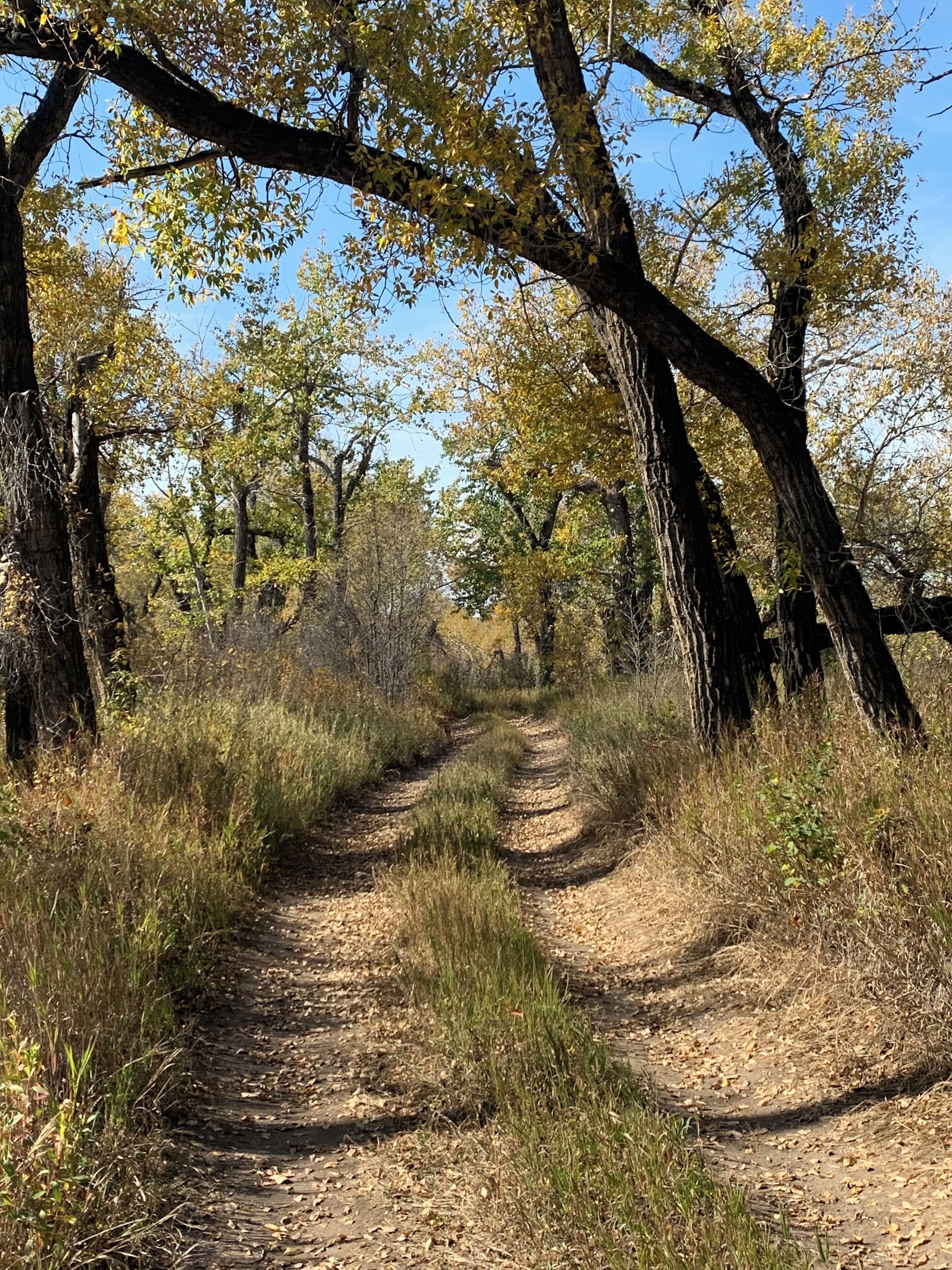 A dirt path surrounded by trees with yellow leaves, leading into a forest.