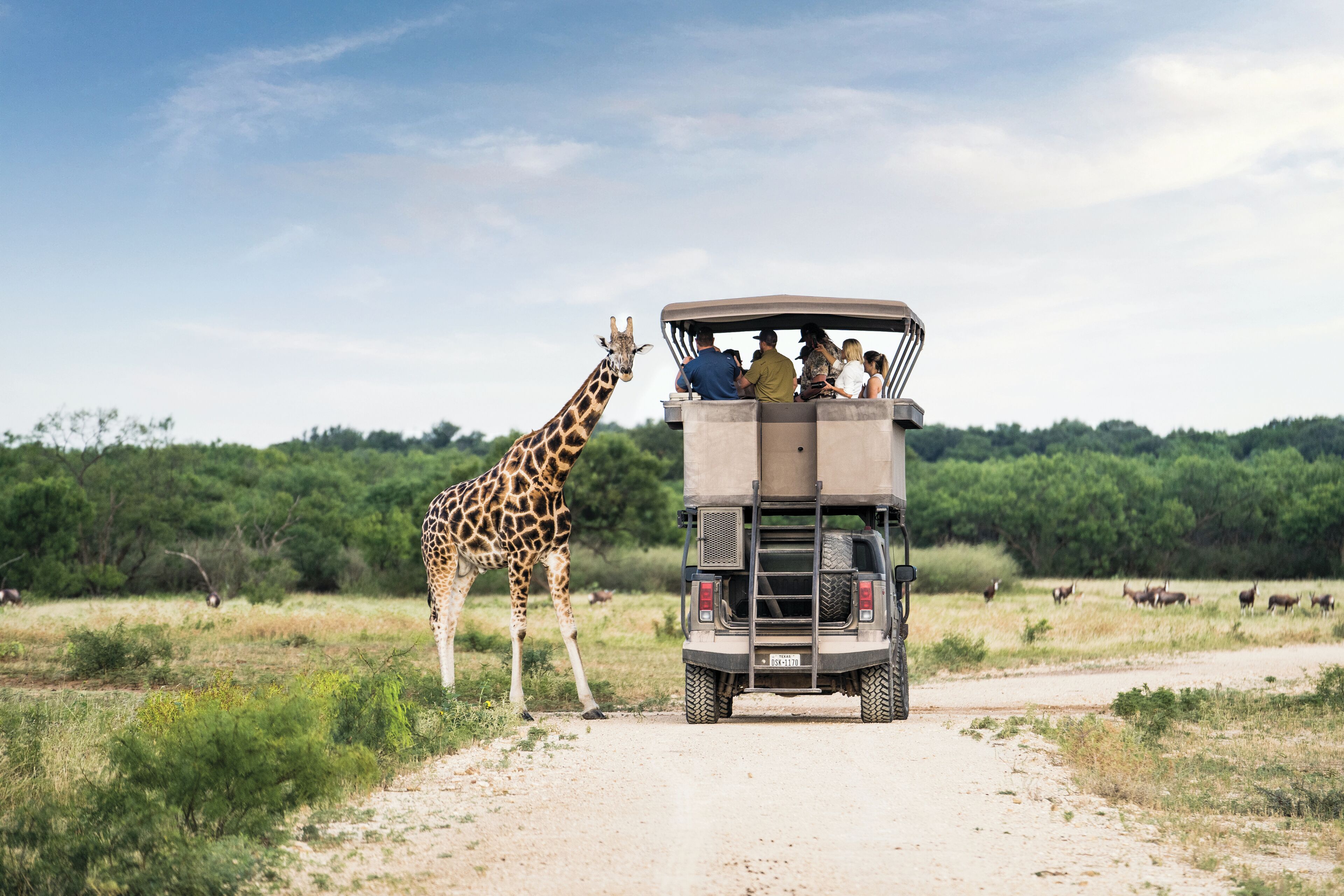 A safari vehicle with passengers observing a giraffe.