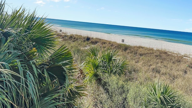 Une plage avec un rivage sablonneux et une végétation clairsemée.