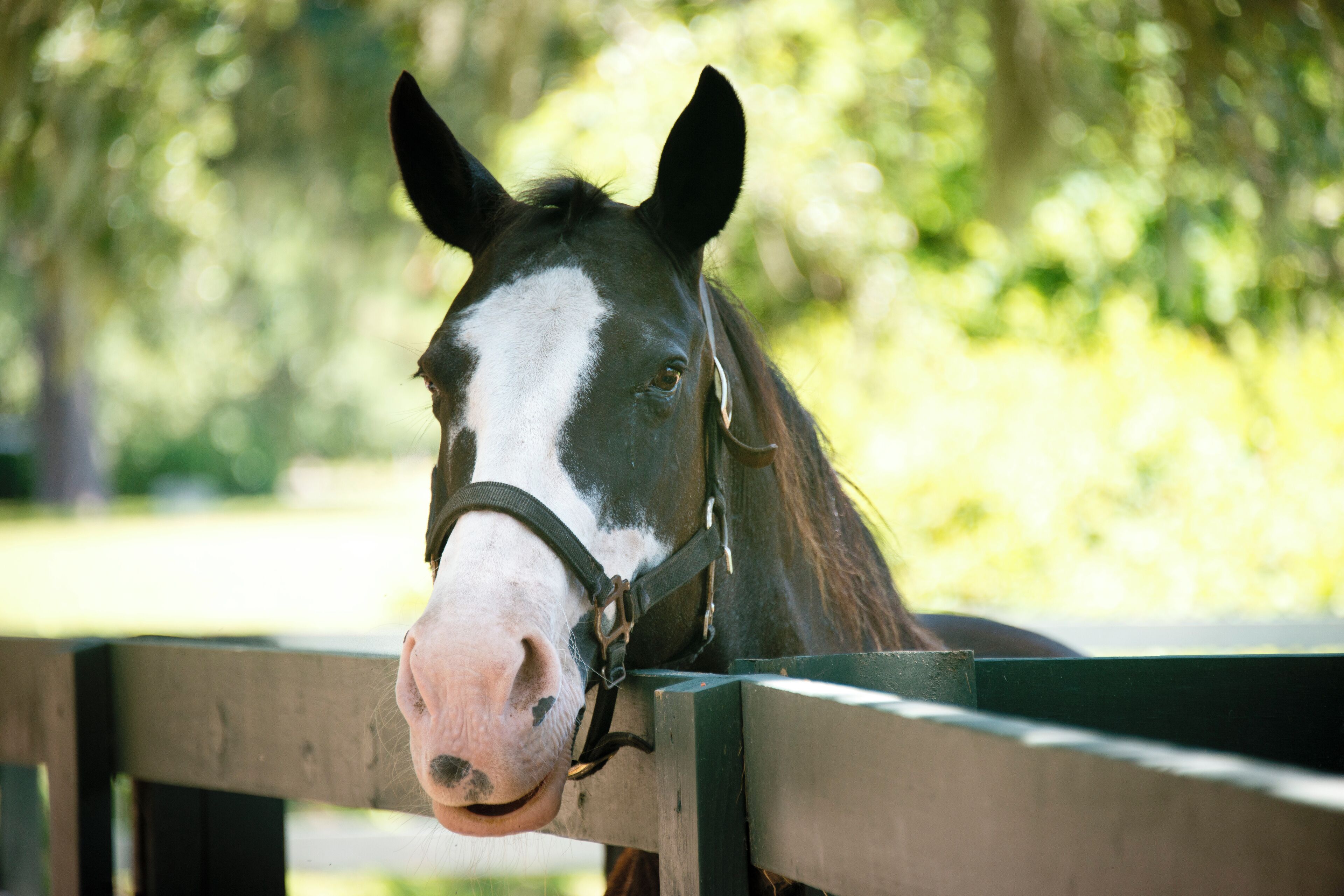 Un cheval avec une liste blanche sur le visage, portant un licol et se tenant derrière une clôture en bois.