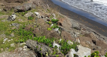 Bromeliads at Djo and Rosy's