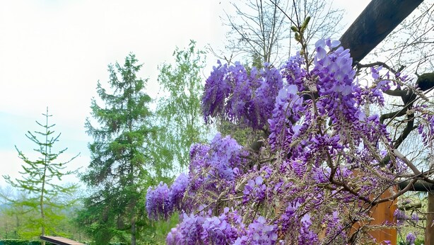 A garden with purple flowers, a wooden structure, and a green lawn. - Holiday Home 'Alpi Liguri' with Mountain View, Shared Terrace and Wi-Fi (Peveragno)