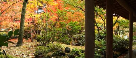 A covered walkway in a garden with autumn foliage, stone pathways, and wooden pillars.