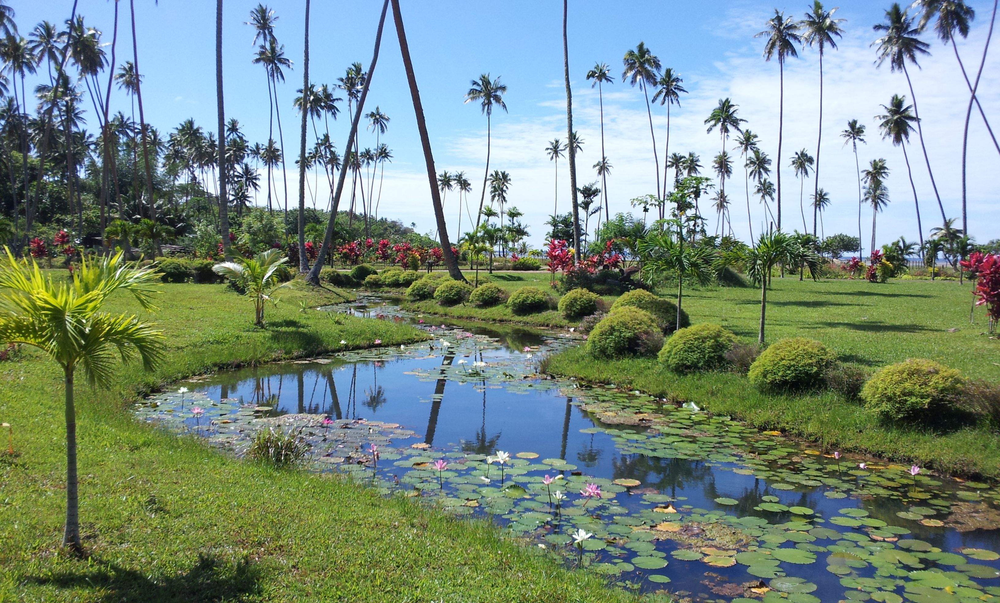 A serene garden with a pond, palm trees, and well-maintained grass.