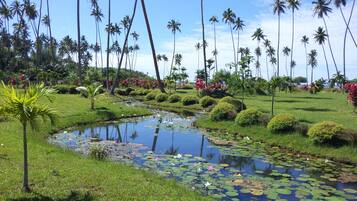 A serene garden with a pond, palm trees, and well-maintained grass.