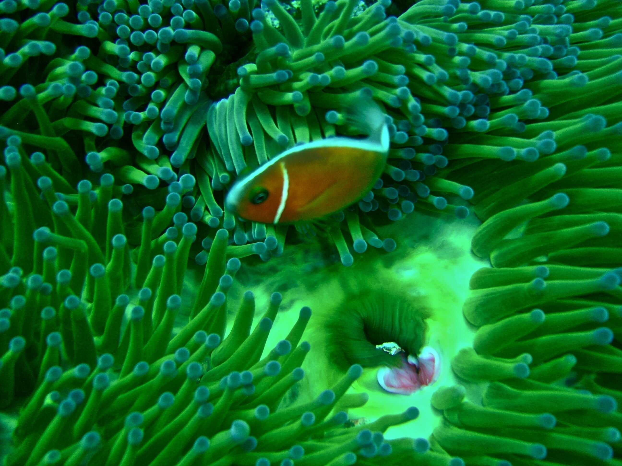 A fish among anemone tentacles.