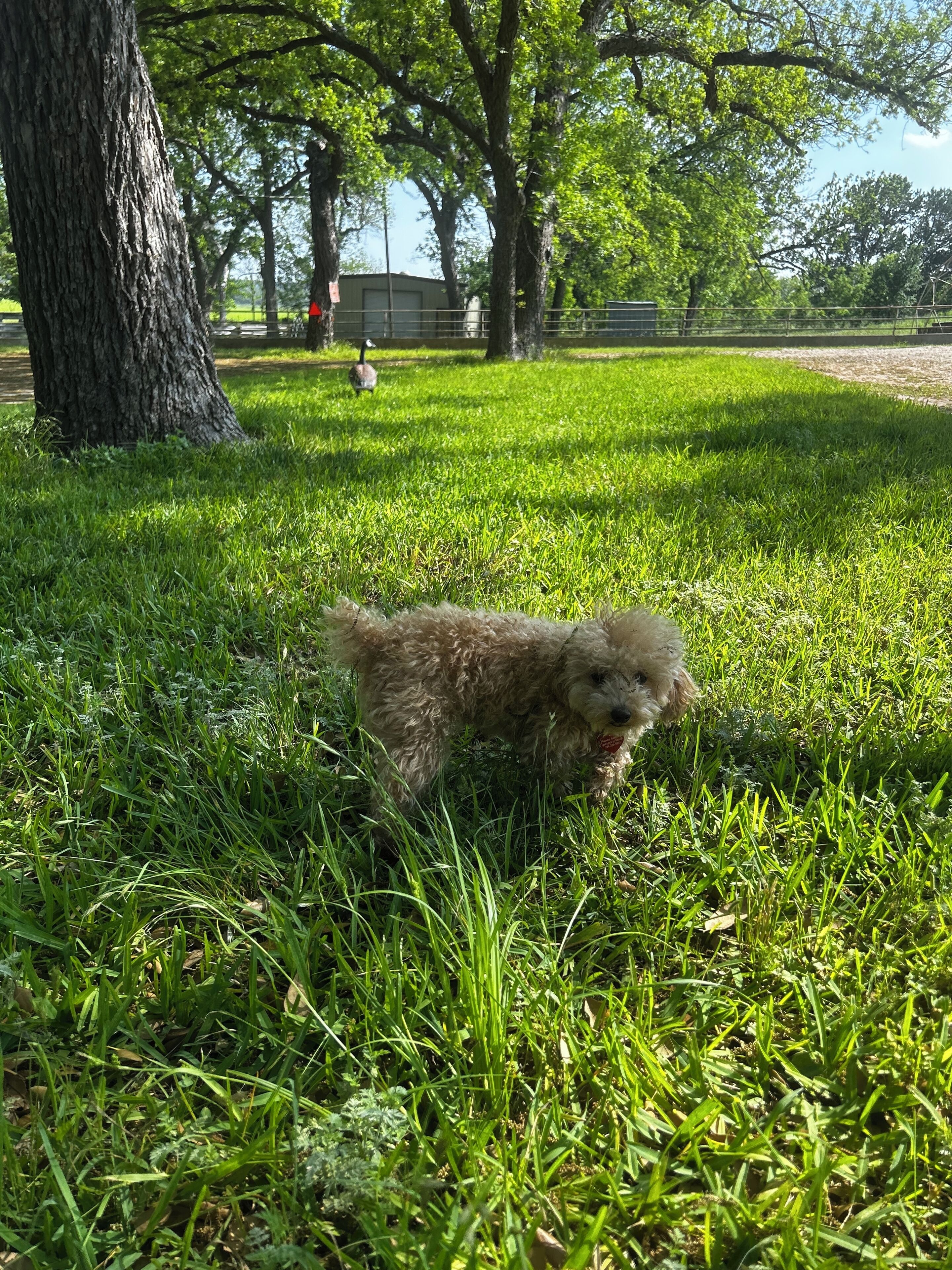 En liten, fluffig hund i ett grönområde med träd och ett staket i bakgrunden.