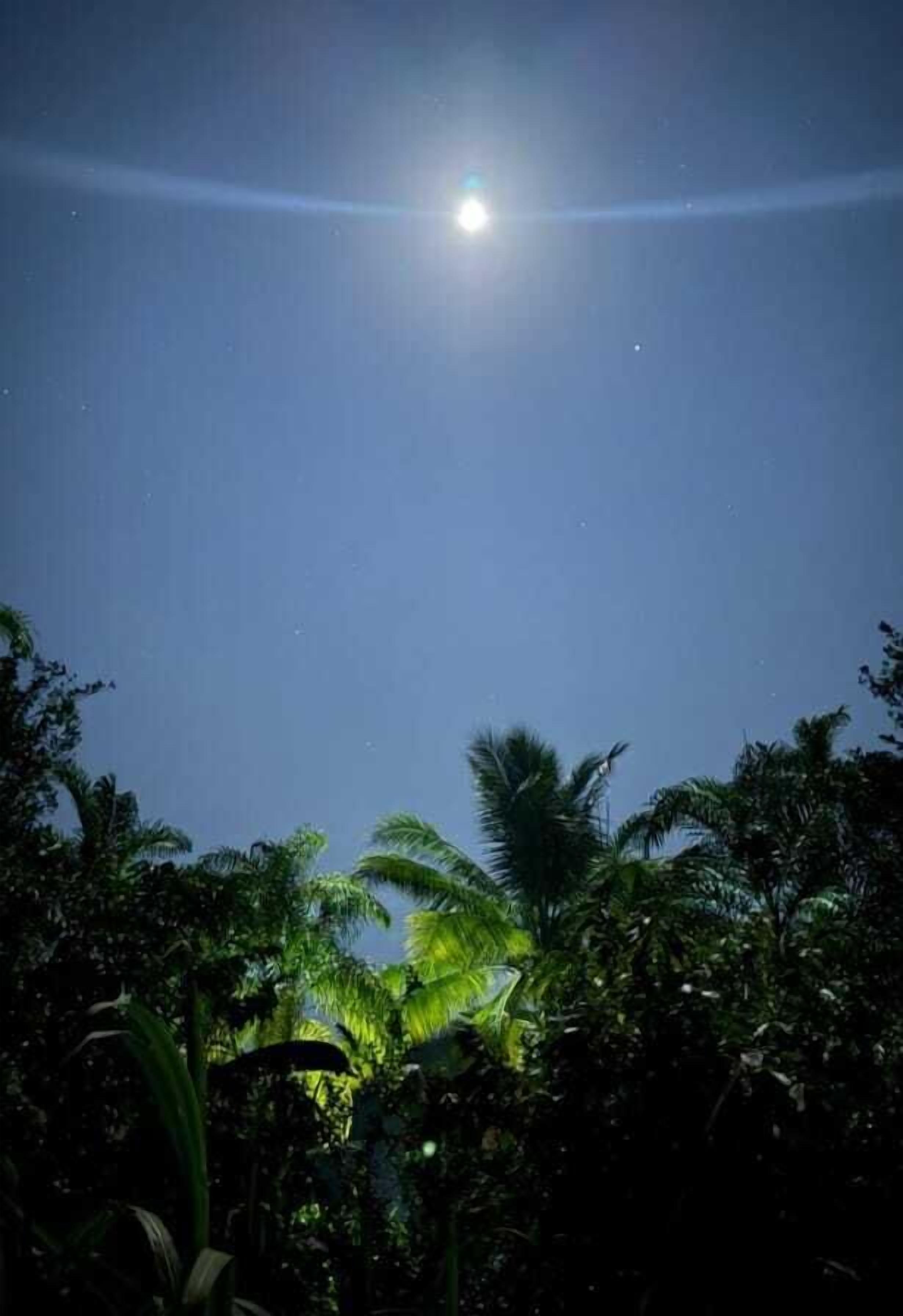 A night sky with a bright moon and dense tropical foliage.