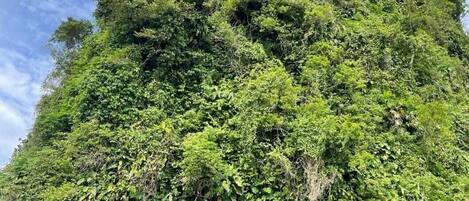 Un paisaje costero rocoso con vegetación verde intensa y un cielo azul despejado.