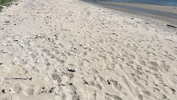 A sandy beach with footprints, a calm sea, and a forested hill in the background. - Cottage near idyllic & peaceful sandy beach (Rønne)