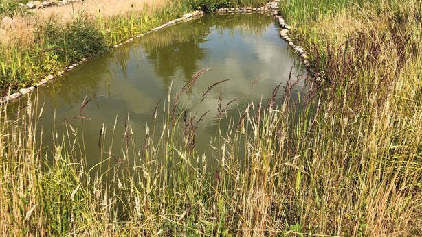 A pond surrounded by tall grasses and a stone border. - Apartment 'Orthsee 2' with Shared Terrace and Wi-Fi (Hohen Wangelin)
