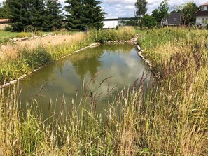 A pond surrounded by tall grasses and a stone border.