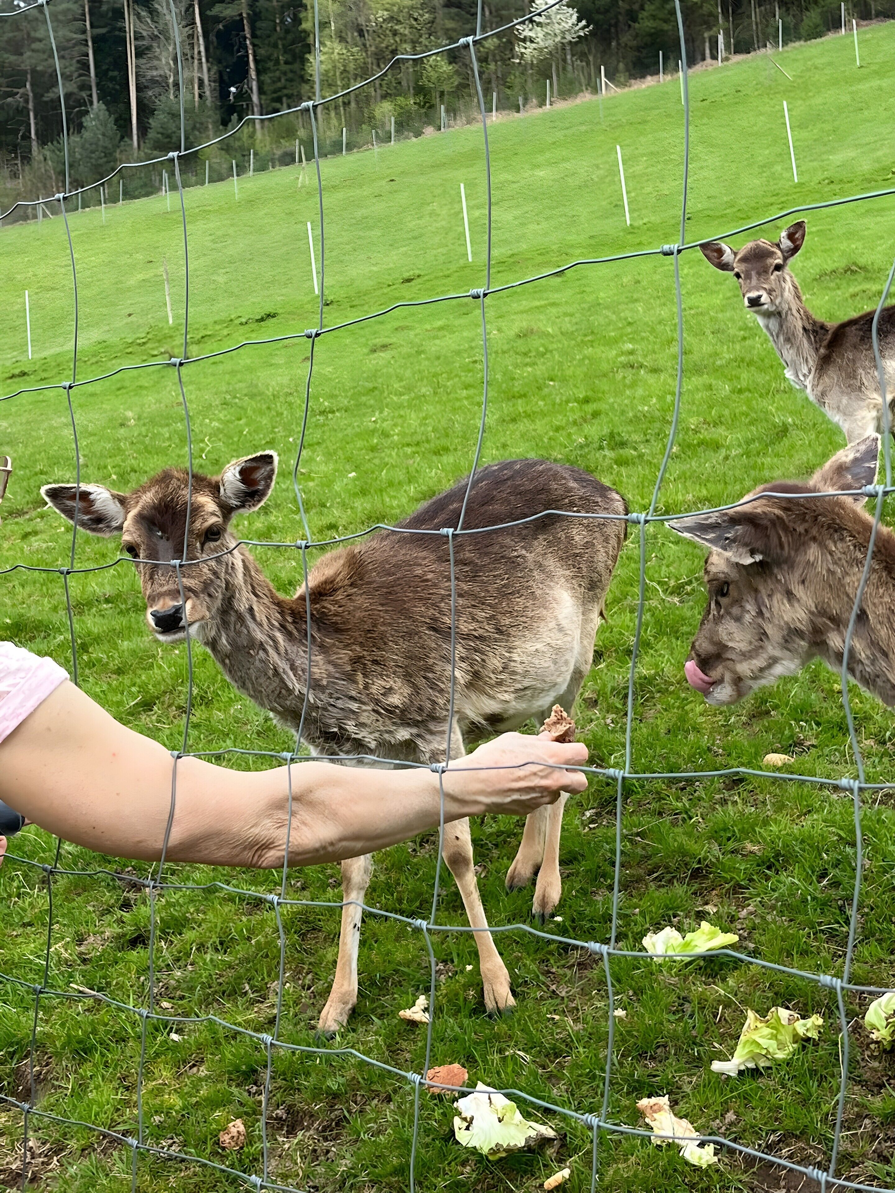 A fenced area with a person interacting with a young animal, possibly a deer, in a grassy field.
