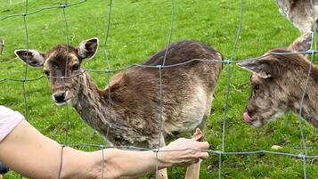 A fenced area with a person interacting with a young animal, possibly a deer, in a grassy field.
